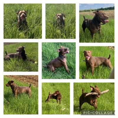 Patterdale stud best sale