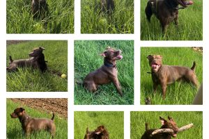 Patterdale Terrier For Stud in Lodon