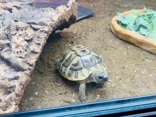 2 X Dwarf Hermanns Tortoises 