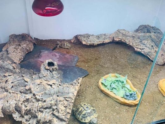 2 x Dwarf Hermanns Tortoises | UKPets