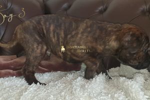 Staffordshire Bull Terrier Online Ad