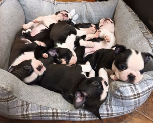 Boston Terrier For Sale in Great Britain