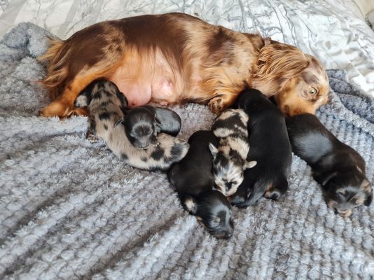 Miniature Dachshund For Sale in Lodon
