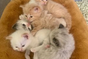 Ragdoll/Maine Coon kittens for sale