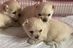 Chihuahua For Sale in the UK