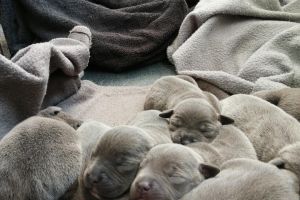 Blue Staffordshire bull terriers for sale.
