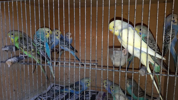 Baby Budgies | UKPets