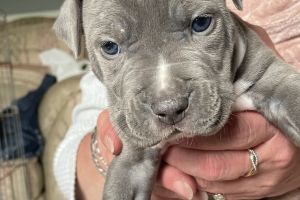 American Staffordshire terrier  For Sale in the UK