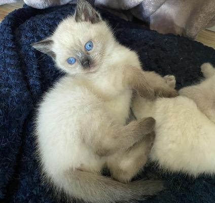 Colourpoint British short hair cross Ragdoll kittens for sale | UKPets