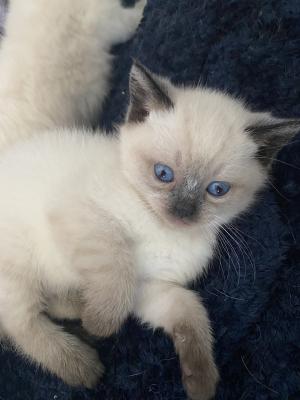 Colourpoint British short hair cross Ragdoll kittens for sale | UKPets