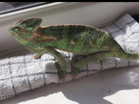 Chameleon For Sale in Great Britain