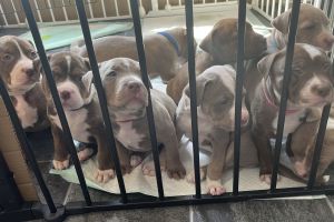 American Bulldogs for Rehoming