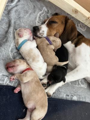 Available Beagles
