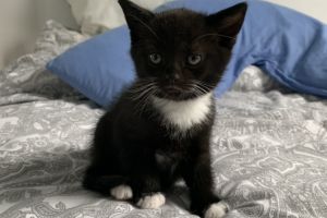 Beautiful black & White kittens for sale