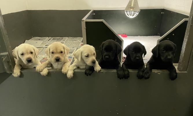 Labrador Retrievers for Rehoming