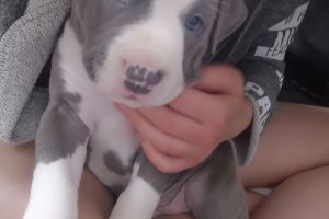 Available American Staffordshire terrier s