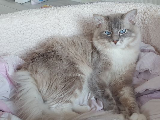 Ragdoll For Stud in the UK