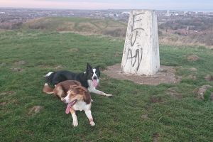 Border Collie For Sale in Lodon