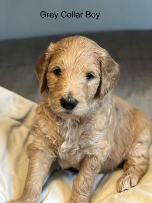 Goldendoodle For Sale in Great Britain