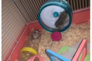 Hamsters available