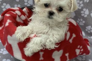 Maltese Puppies Ready for Sale