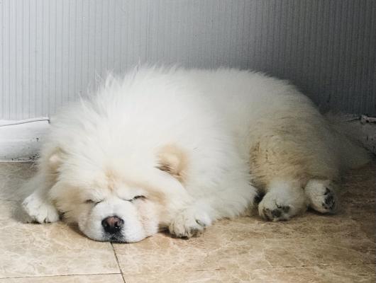 Pedigree top chow chow