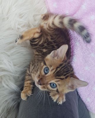 Bengal For Sale in the UK