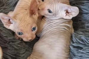 Sphynx For Sale in Great Britain