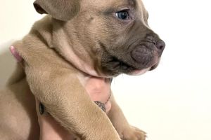 American Bully For Sale in Great Britain