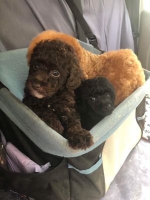 Toy Poodle Dogs Breed