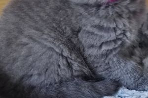 British Shorthair For Sale in Great Britain