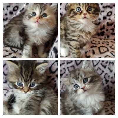 Available Persians