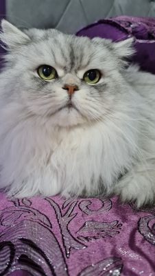 Chinchilla Persian x Ragdoll | UKPets