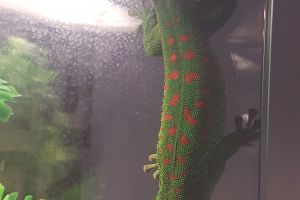 Geckos For Sale