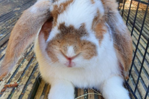 French Lop Advertisement UK Pets