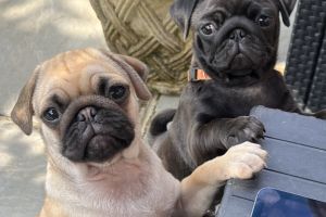 Last two KC Pug Puppies, 1 Female, 1 Male remaining