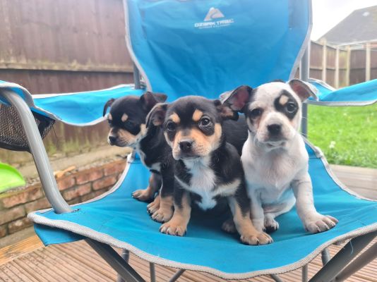 Chihuahuas For Sale