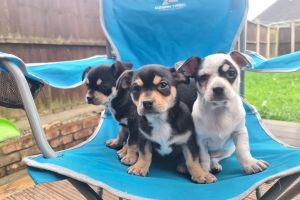 READY TO LEAVE NOW. 3 male short hair chihuahua puppies for sale
