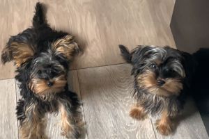 Yorkshire Terrier For Sale in Lodon