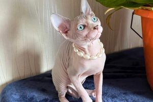 Available Sphynxes