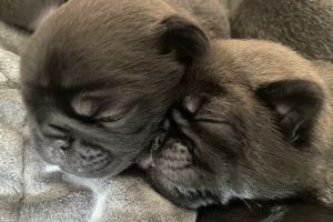 Beautiful kc platnium pug pups for sale