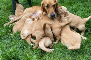 Golden Retriever Dogs Breed