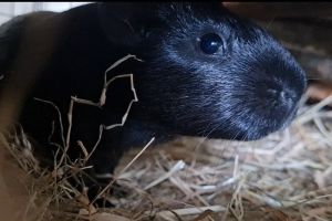 Guinea Pigs For Sale