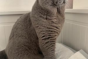 British Shorthair For Stud in the UK