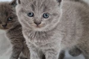 British Shorthair For Sale in Great Britain