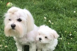 Maltese puppy girl for sale
