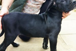 Cane Corso For Sale in Lodon