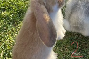 Adorable French Lop Bunnies
