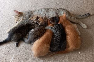 Maine Coon mix kittens ready for rehoming