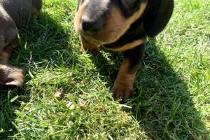 Short haired miniature dachshund puppies for sale❤️